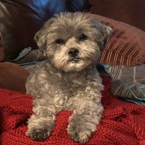 Meet your Posher, Dennis